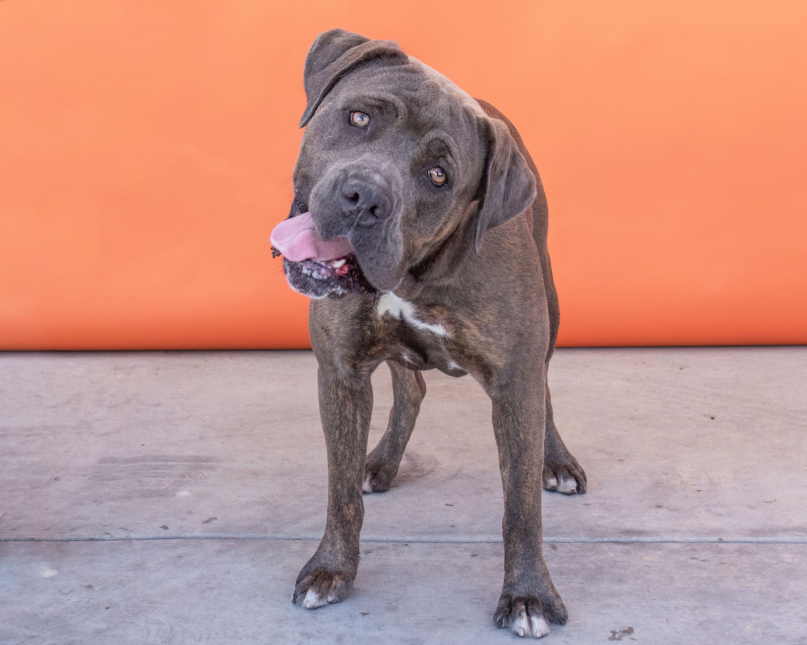 adoptable Dog in Baldwin Park, CA named DUMA