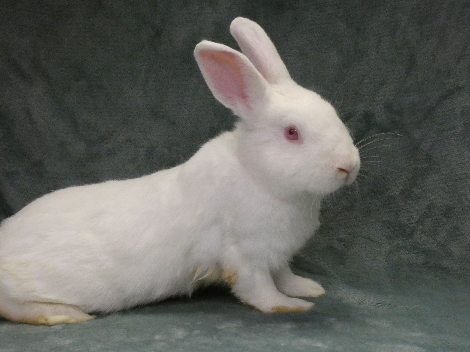 adoptable Rabbit in Baldwin Park, CA named SNOWBALL