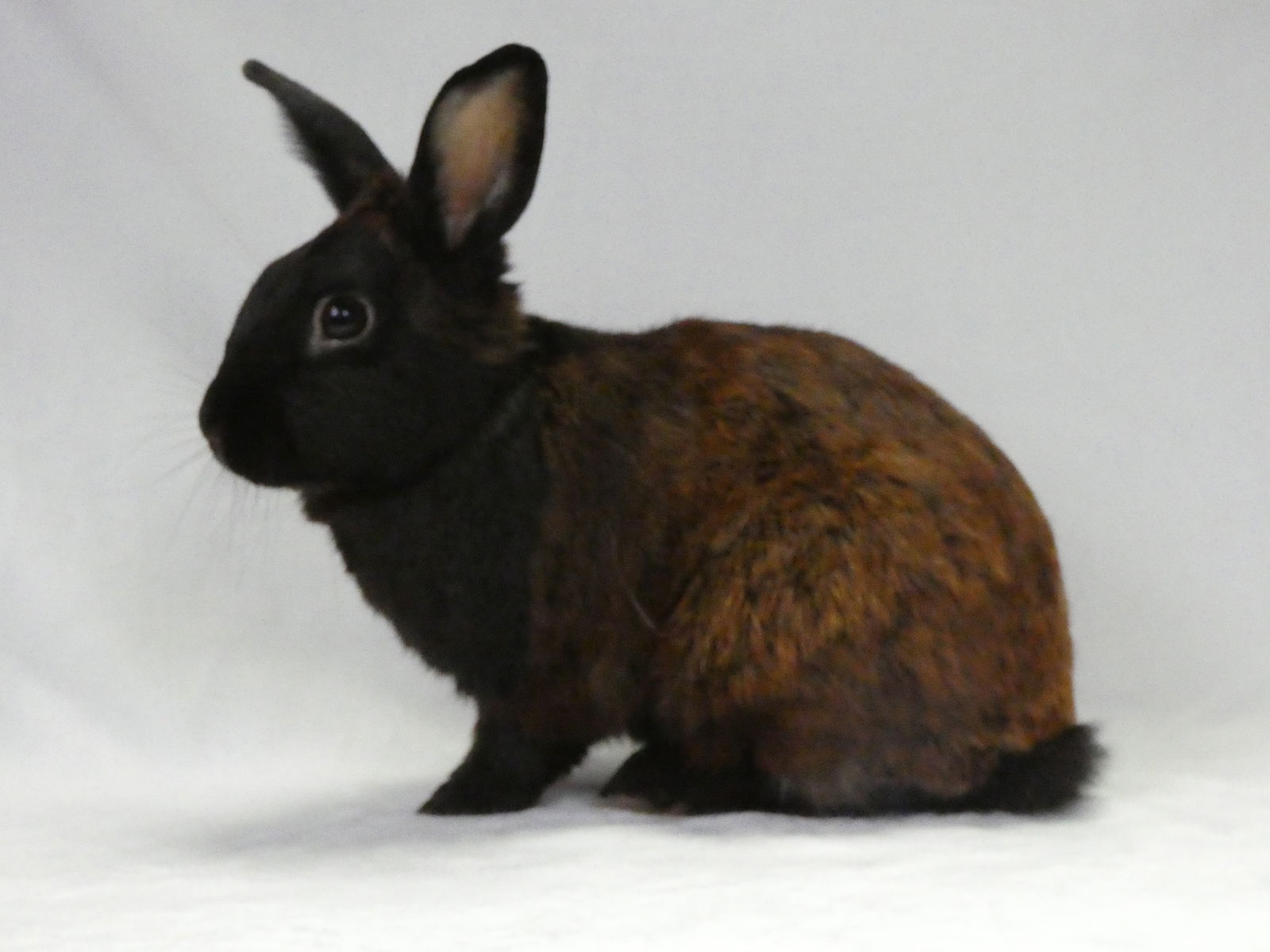 adoptable Rabbit in Baldwin Park, CA named RADER