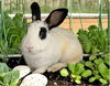 adoptable Rabbit in  named BIANCA