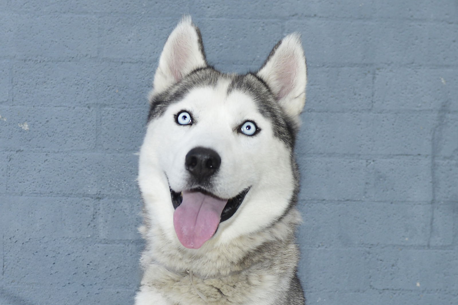 adoptable Dog in Baldwin Park, CA named DANDY