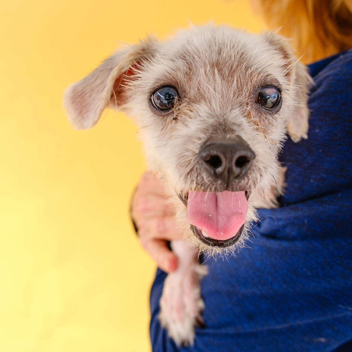 adoptable Dog in Baldwin Park, CA named ROCKY