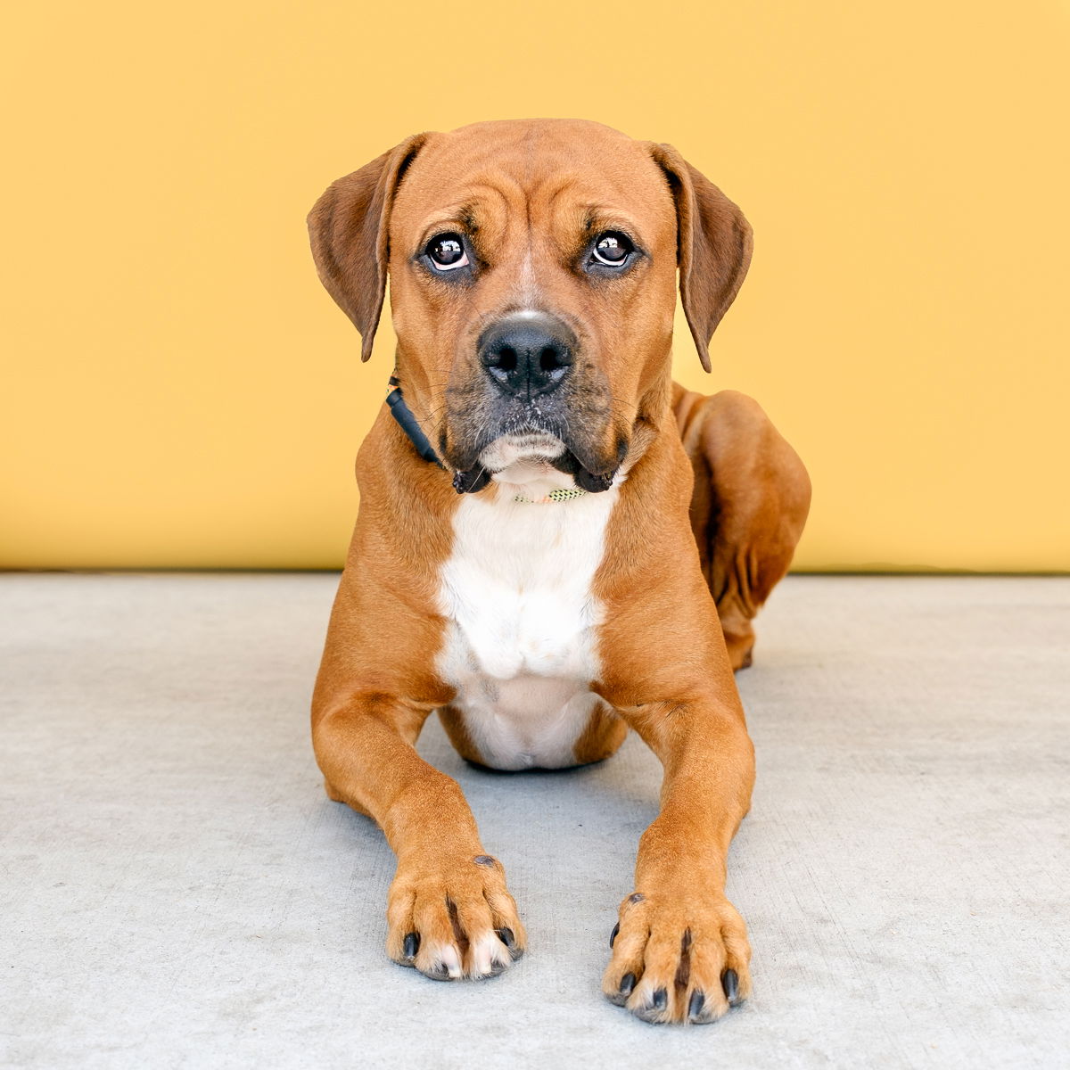 adoptable Dog in Baldwin Park, CA named SUNFLOWER