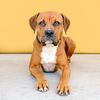 adoptable Dog in Baldwin Park, CA named SUNFLOWER