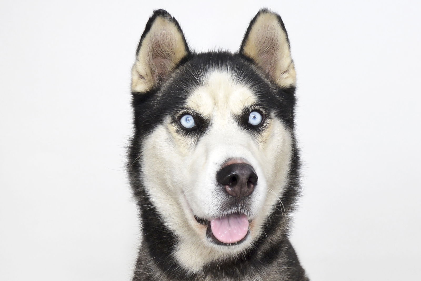 adoptable Dog in Baldwin Park, CA named LOBO