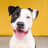 adoptable Dog in Baldwin Park, CA named SNOOPY