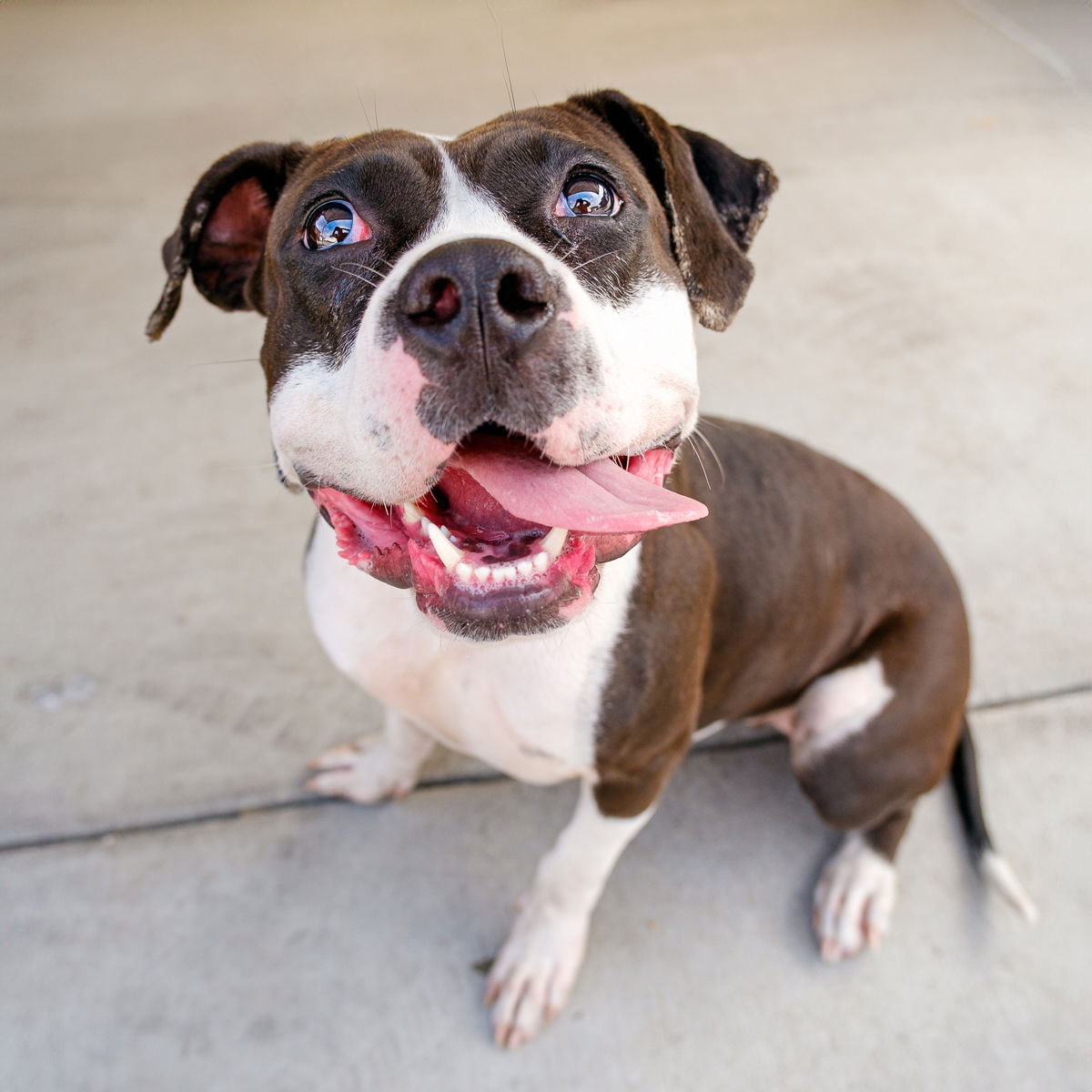 adoptable Dog in Baldwin Park, CA named NORMA