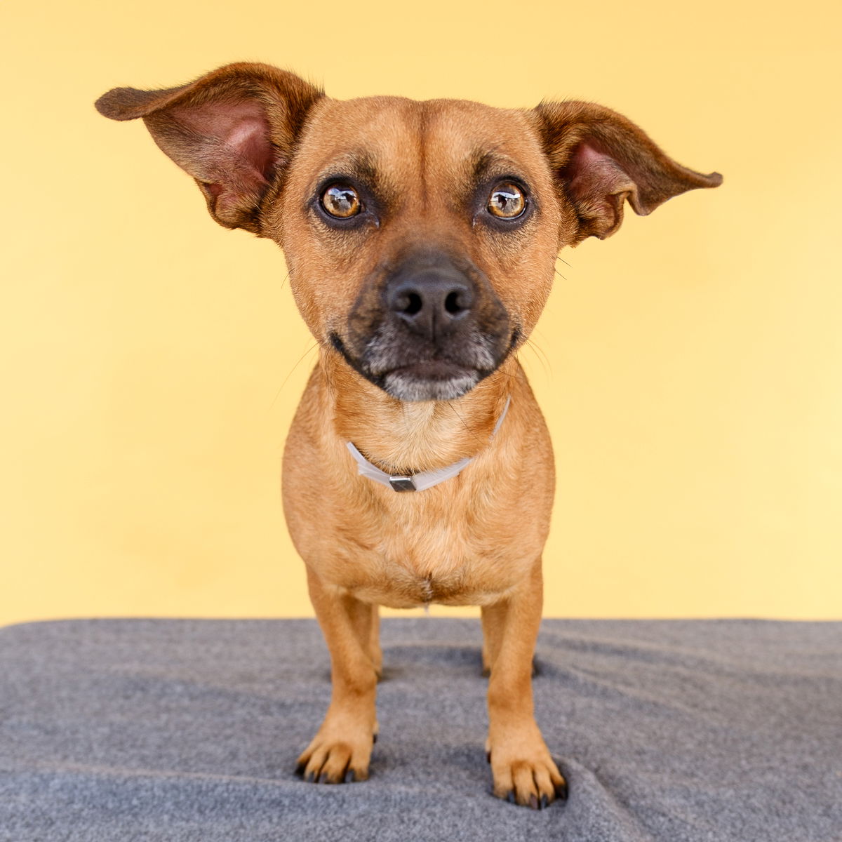 adoptable Dog in Baldwin Park, CA named M&M