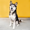 adoptable Dog in  named DANDAN