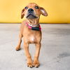 adoptable Dog in baldwin park, CA named AIDEN