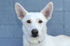 adoptable Dog in  named OLIVE