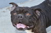 adoptable Dog in  named FRANCISCO