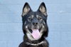 adoptable Dog in  named DAISY