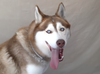 adoptable Dog in  named SUNNY