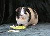 adoptable Guinea Pig in  named BOY