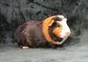 adoptable Guinea Pig in  named TAMMY