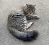 adoptable Cat in pasadena, CA named BABY