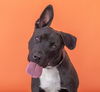 adoptable Dog in  named RYAN