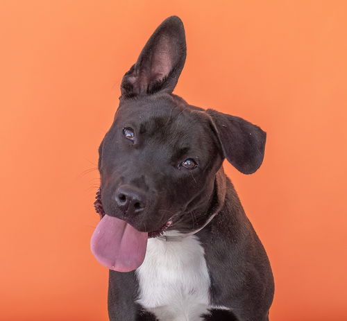 picture of the dog needing adoption