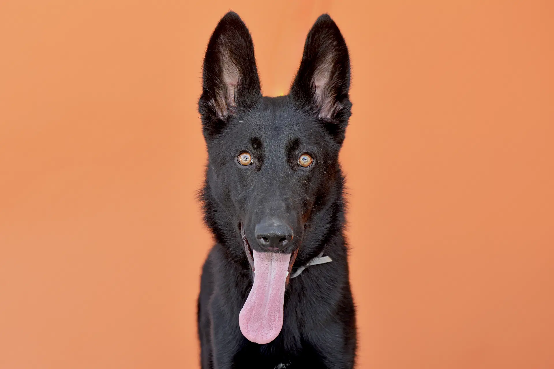 Azula - German Shepherd Dog