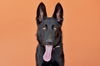 adoptable Dog in baldwin park, CA named AZULA