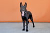 AZULA - Photo 2