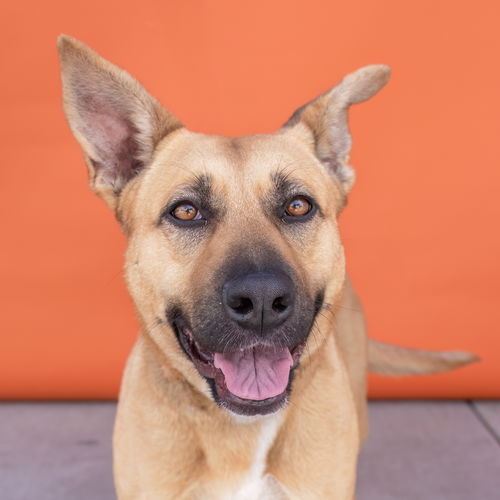 picture of the dog needing adoption