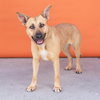 PEBBLES - Photo 3