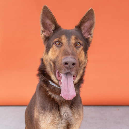 picture of the dog needing adoption