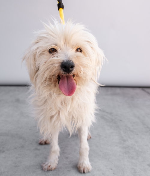 picture of the dog needing adoption