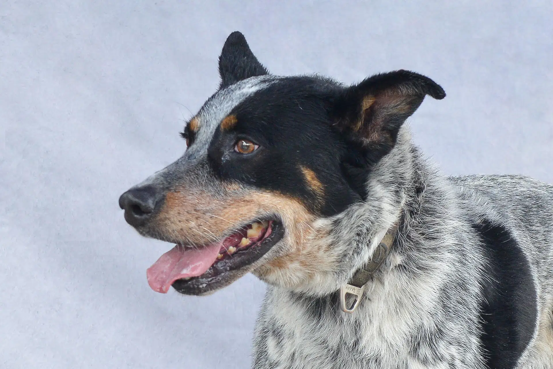 Drako - Australian Cattle Dog/Blue Heeler