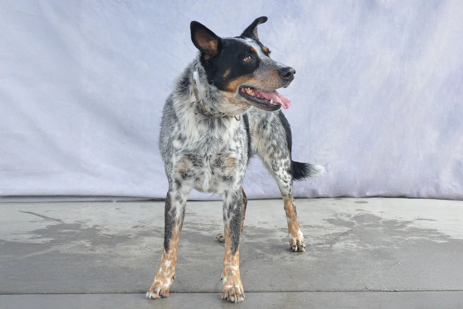 Drako image 2