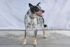 DRAKO - Photo 2