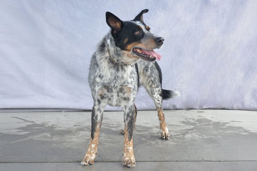 DRAKO - Australian Cattle Dog/Blue Heeler available for adoption