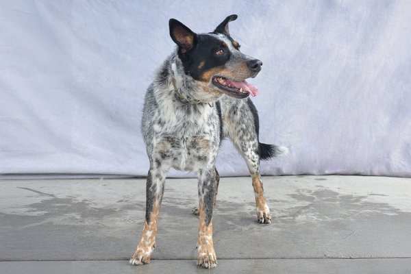 DRAKO