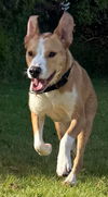 adoptable Dog in pasadena, CA named TEDDY