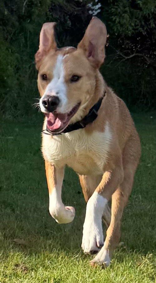 picture of the dog needing adoption