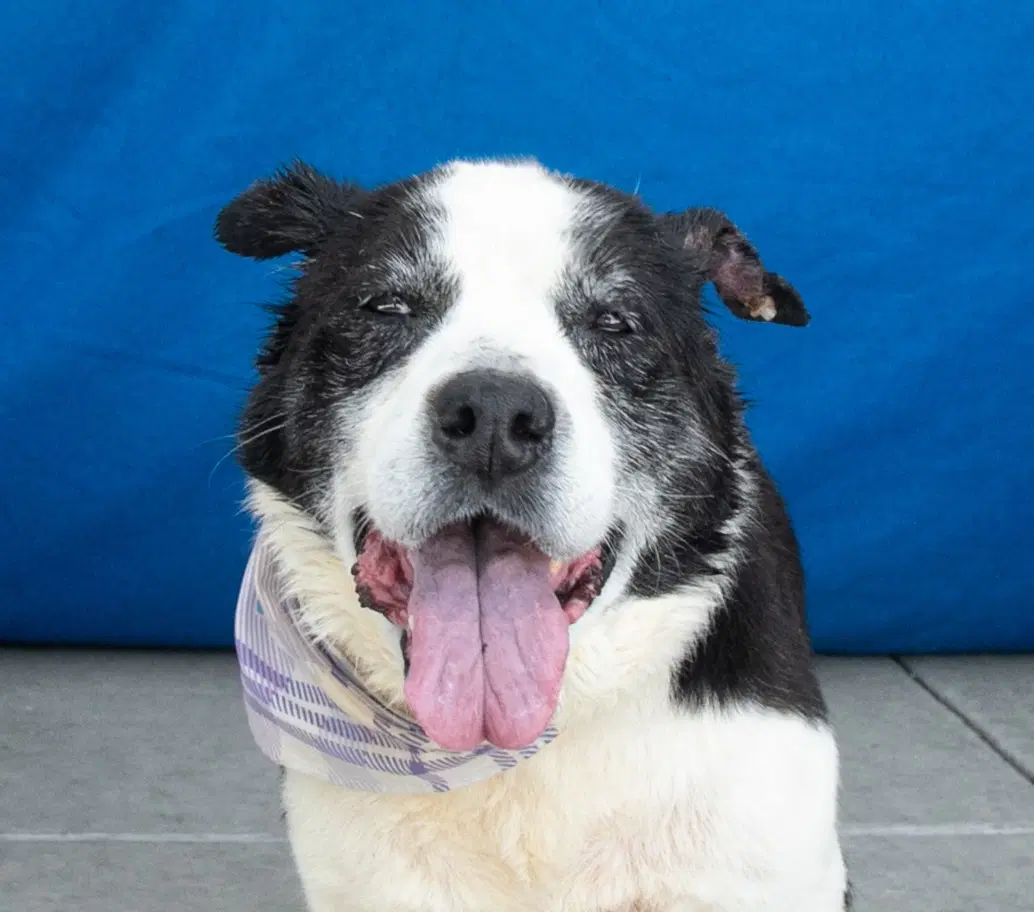 Lola - Australian Shepherd