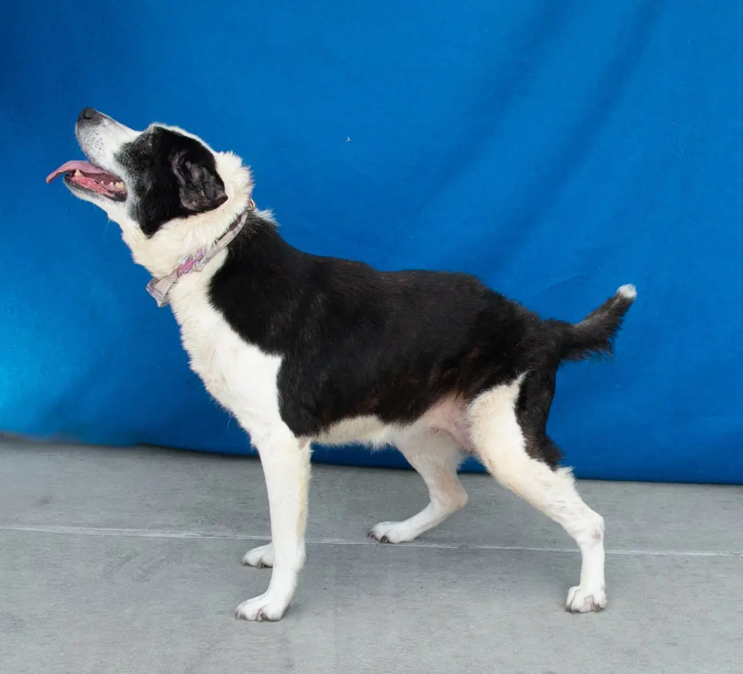 Lola image 2