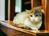 adoptable Cat in  named CASSIE