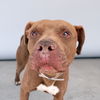adoptable Dog in  named TAZ