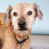 adoptable Dog in  named MAX