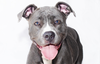 adoptable Dog in  named LOLLIPOP