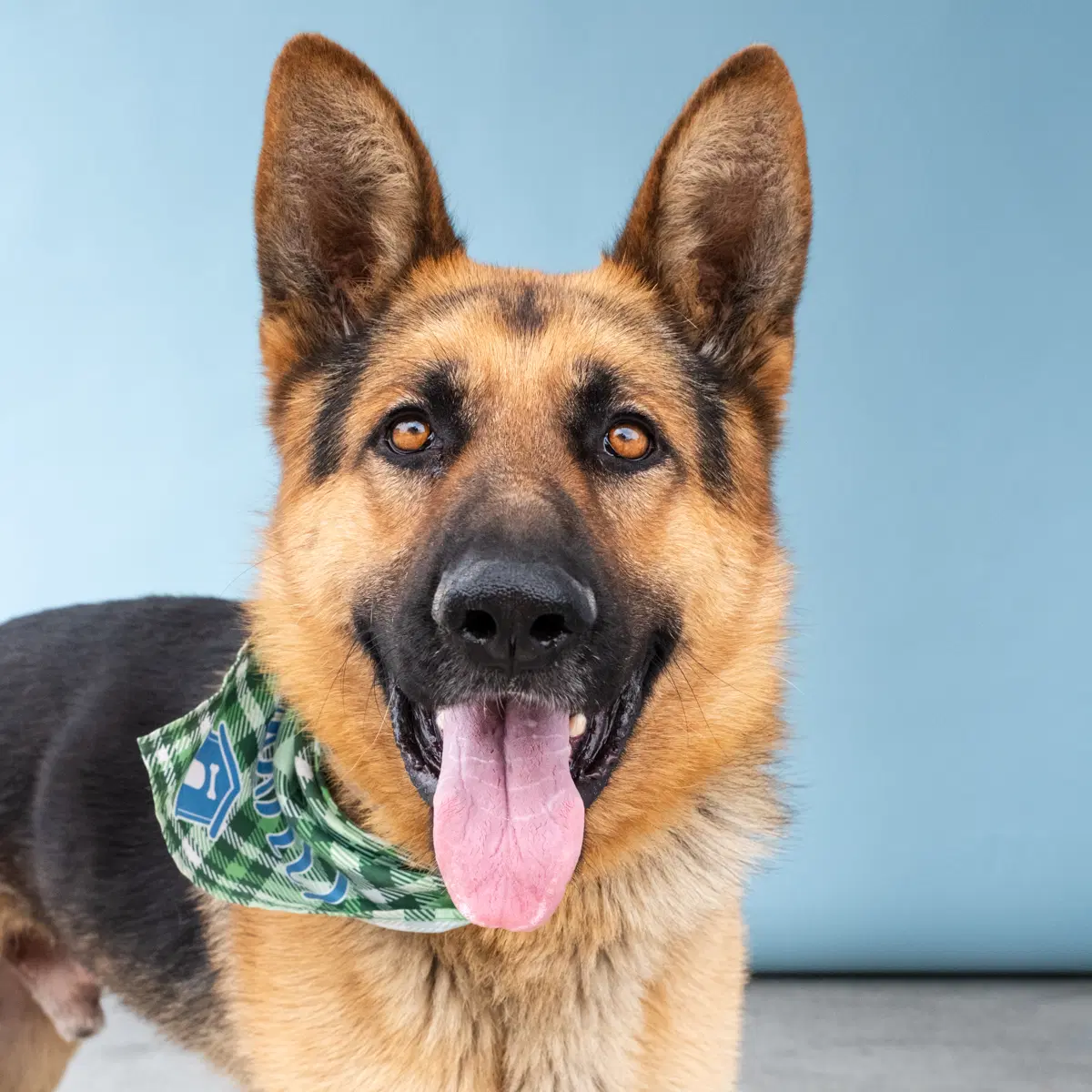 Max - German Shepherd Dog
