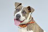adoptable Dog in  named NEWT