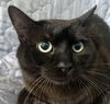 adoptable Cat in Baldwin Park, CA named TIGER