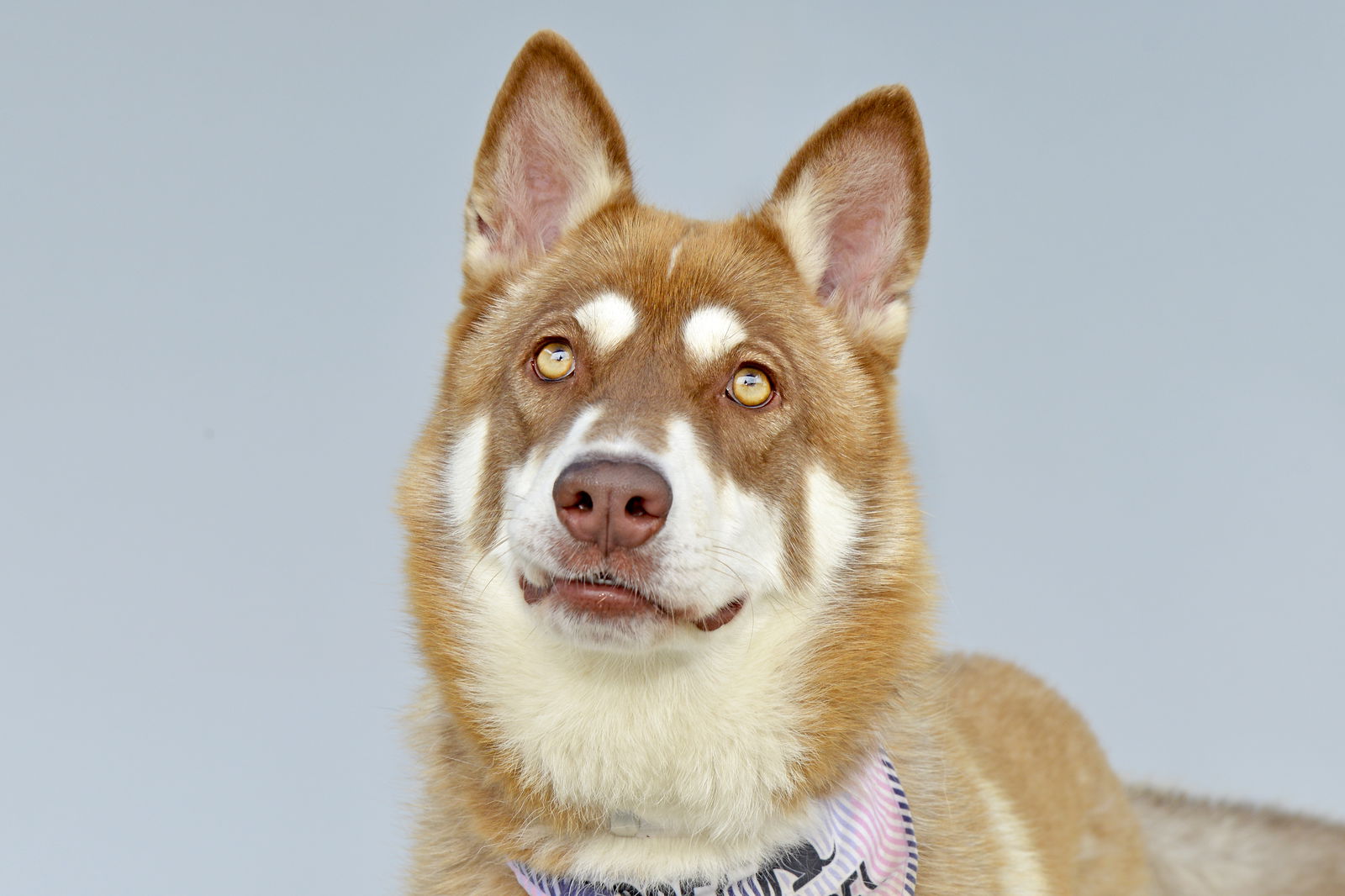 adoptable Dog in Baldwin Park, CA named REBA