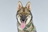 adoptable Dog in  named OSHLY