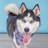 adoptable Dog in  named DIAMOND