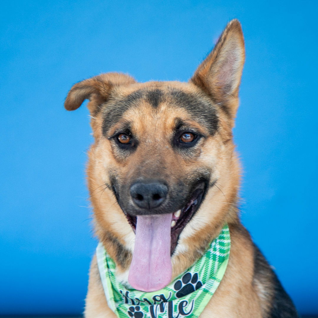 adoptable Dog in Baldwin Park, CA named TED